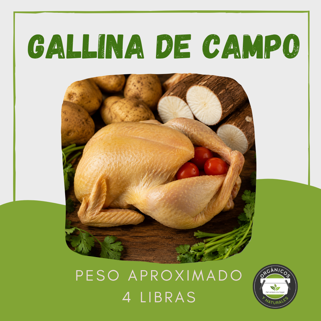Gallina de Campo