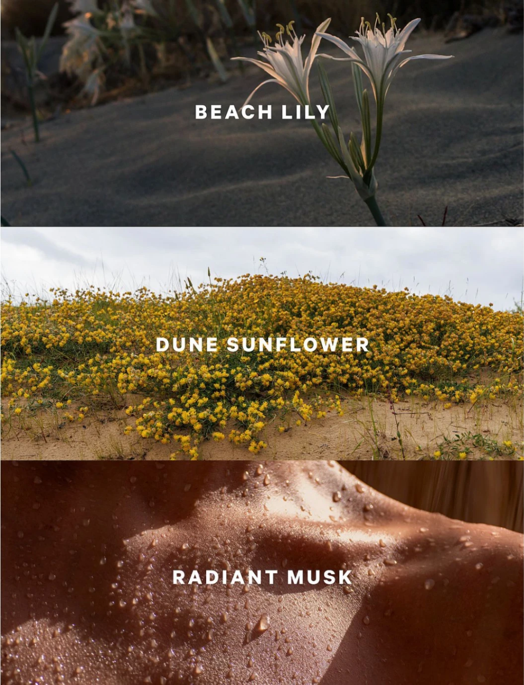 SPLASH SUNDRENCHED BLOOMS VICTORIA'S SECRET