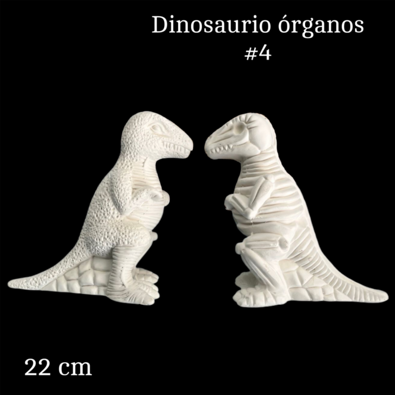 Dinosaurio órganos #4
