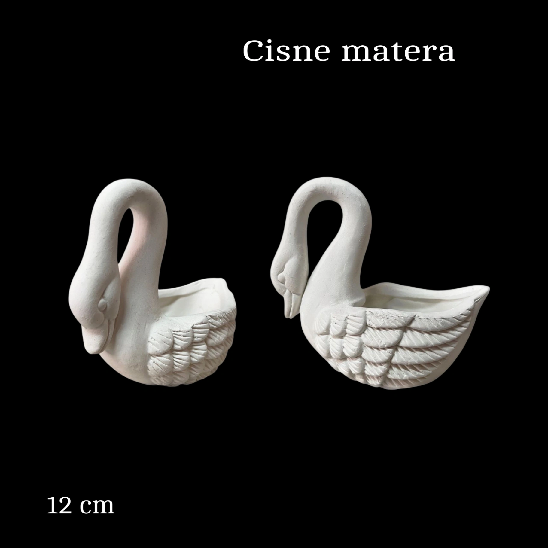 Matera cisne