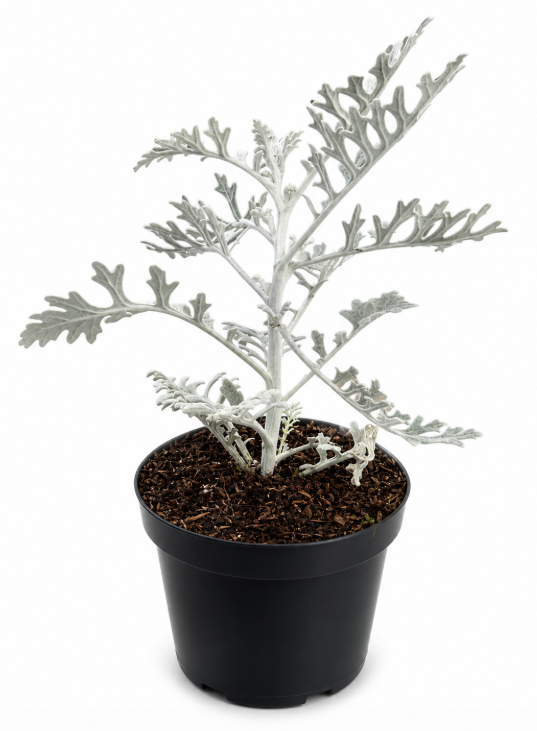 Cineraria Maritima