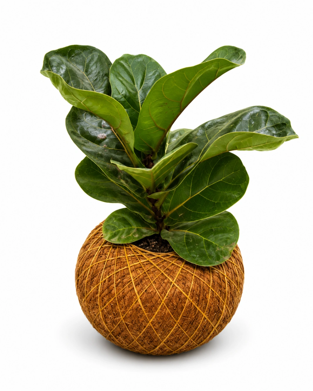Kokedama Lyrata