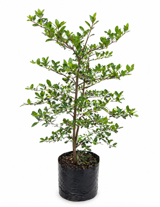 Olivo Negro