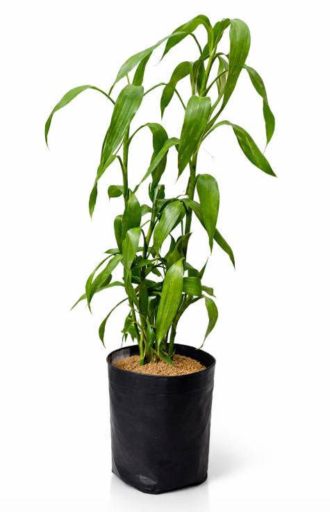 Dracena Sanderiana Verde