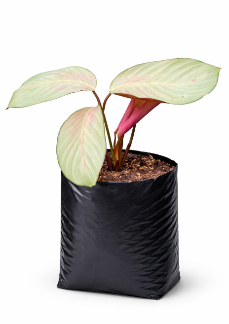 Calathea Roseopicta
