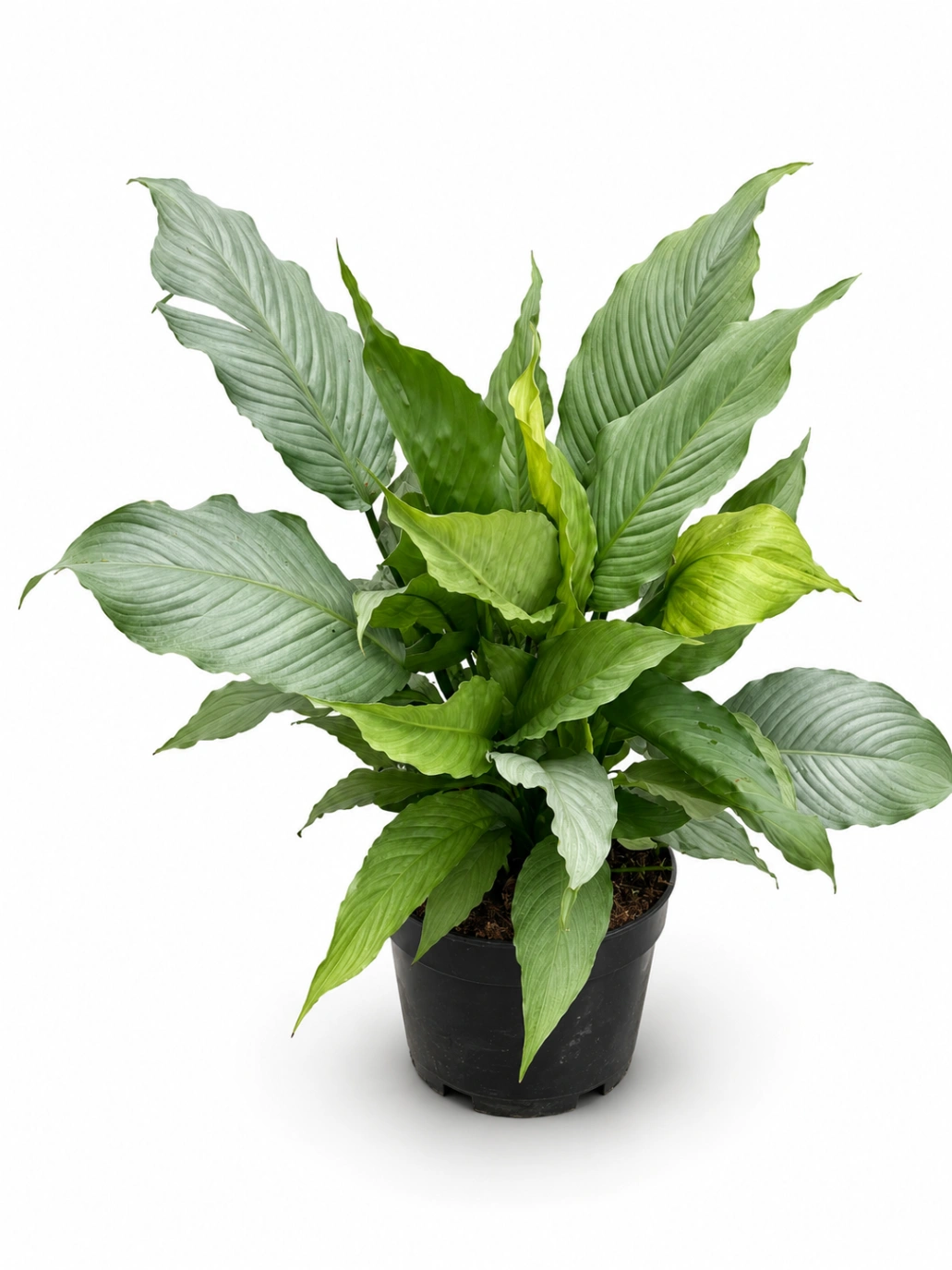 Spathiphyllum Plateado