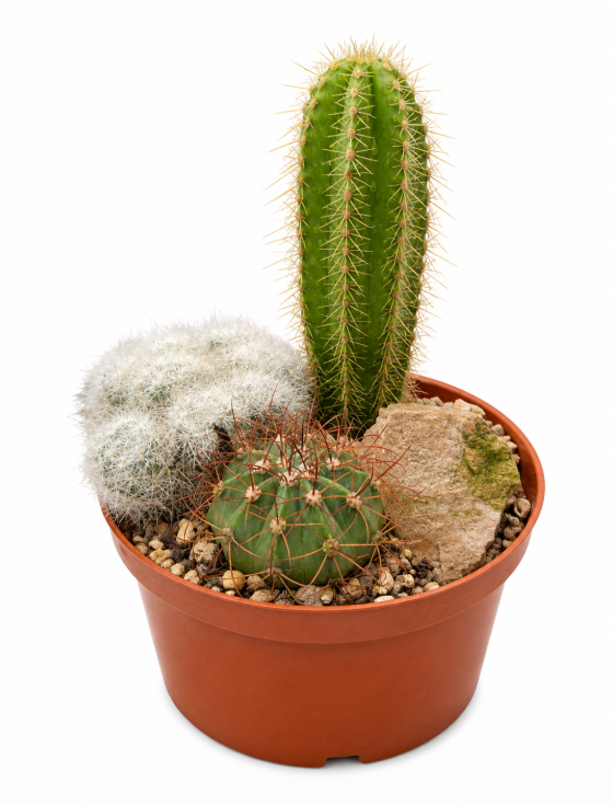 Cactus Jardin