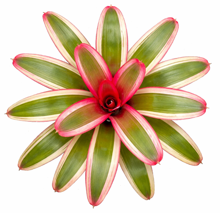 Bromelia Surtida