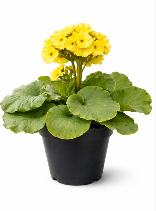 Primavera