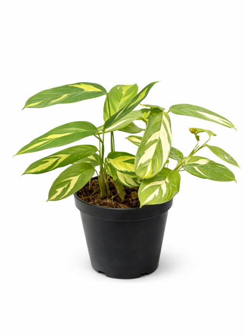 Calathea Variagada