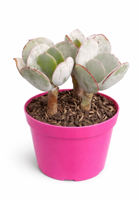 Suculenta P10