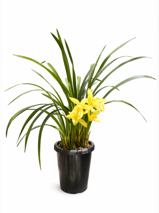 Orquidea Simbidium
