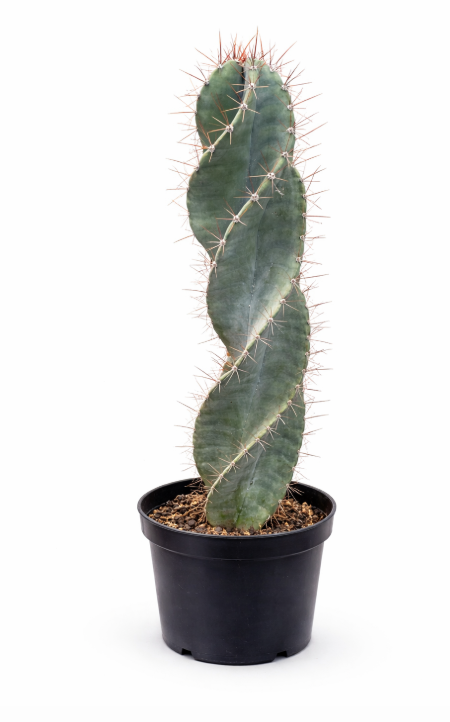 Cactus Tornillo en Matera
