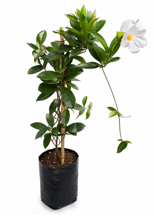 Mandevila