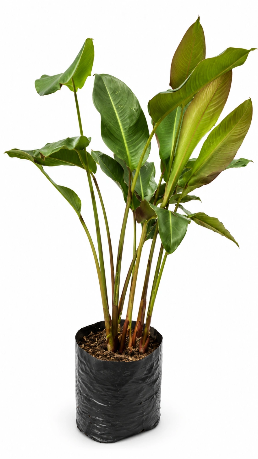 Heliconia Rostrata