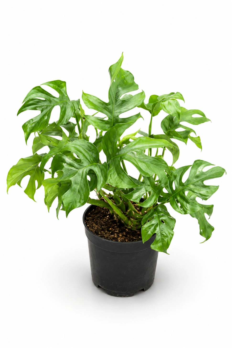 Monstera Minima