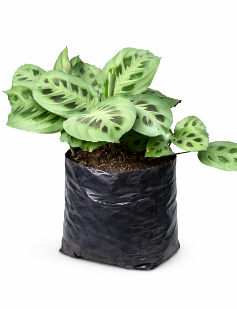 Calathea Soldadito