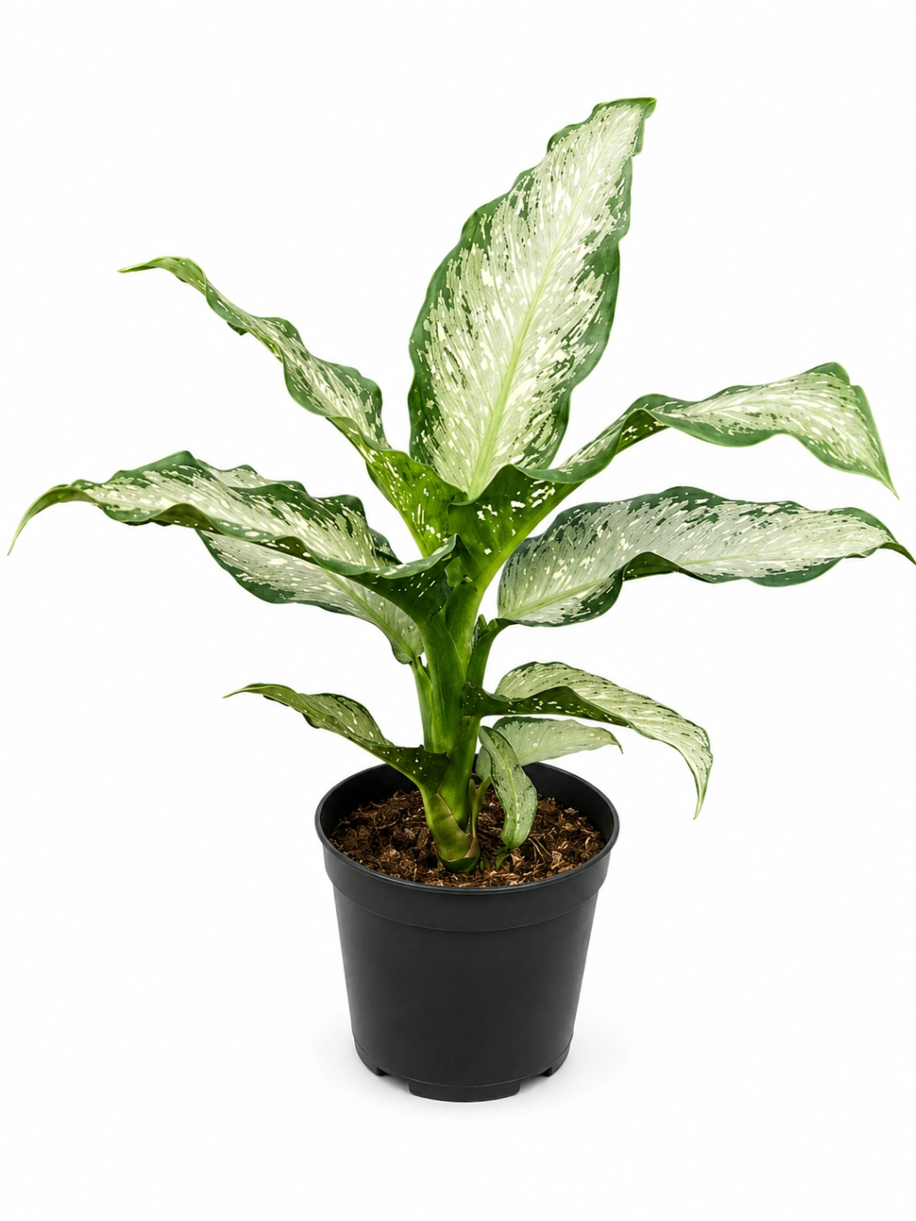 Difembaquia Exotica