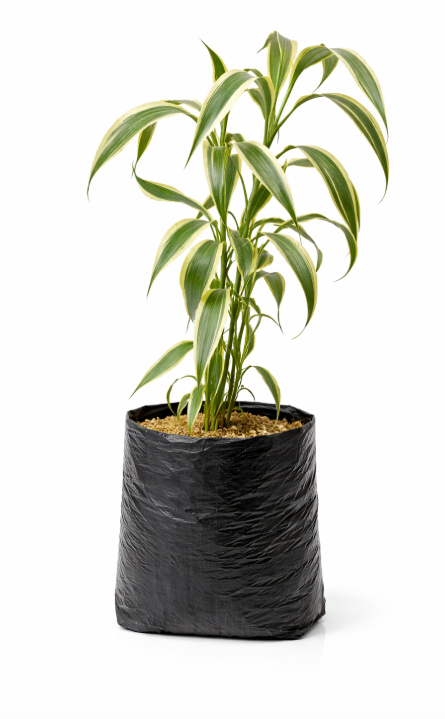 Dracena Sanderiana Variagada
