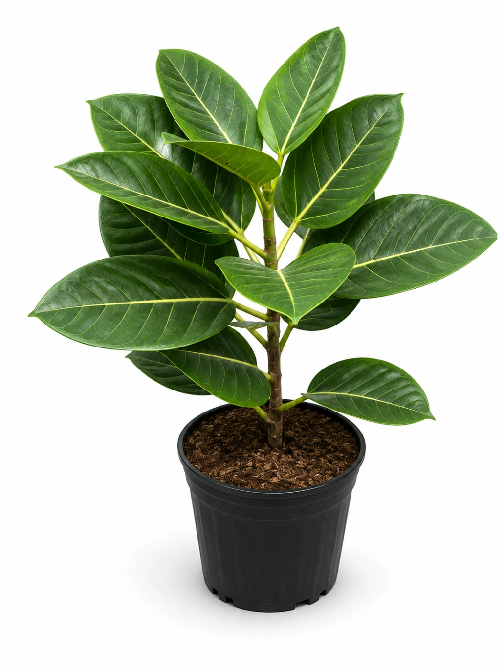 Ficus Caucho Amarillo