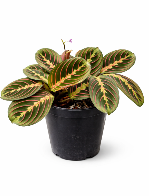 Calathea Marantha