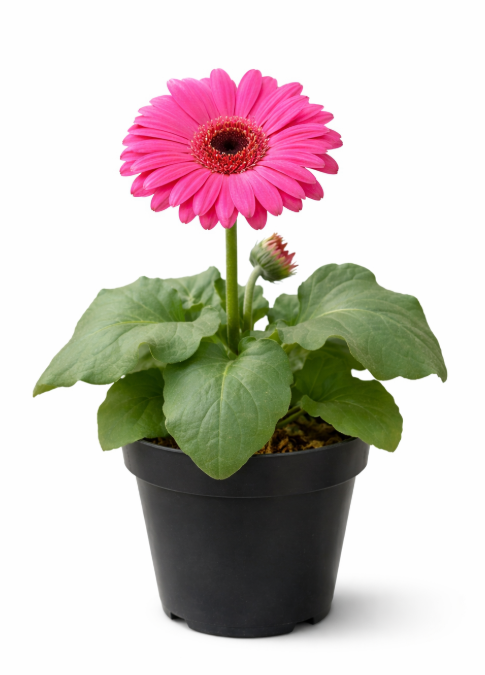 Gerbera