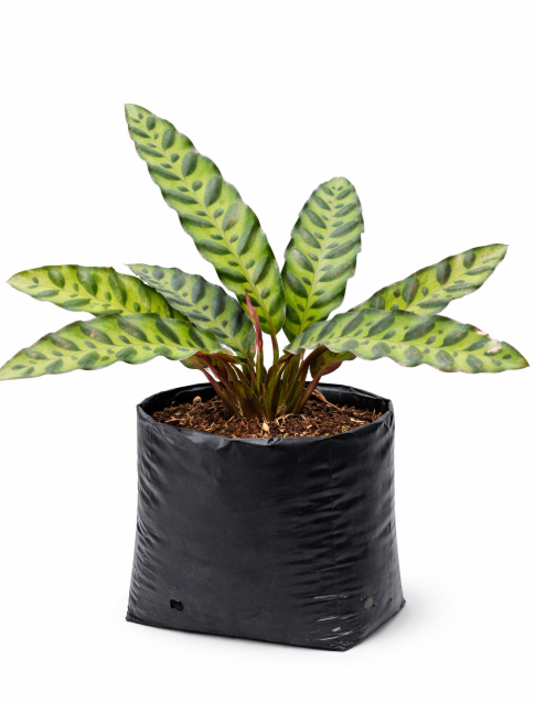 Calathea Lancifiola