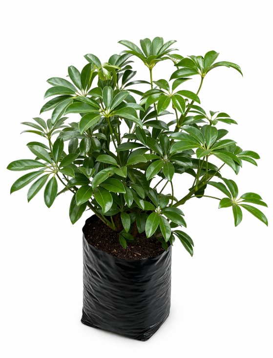 Cheflera Verde