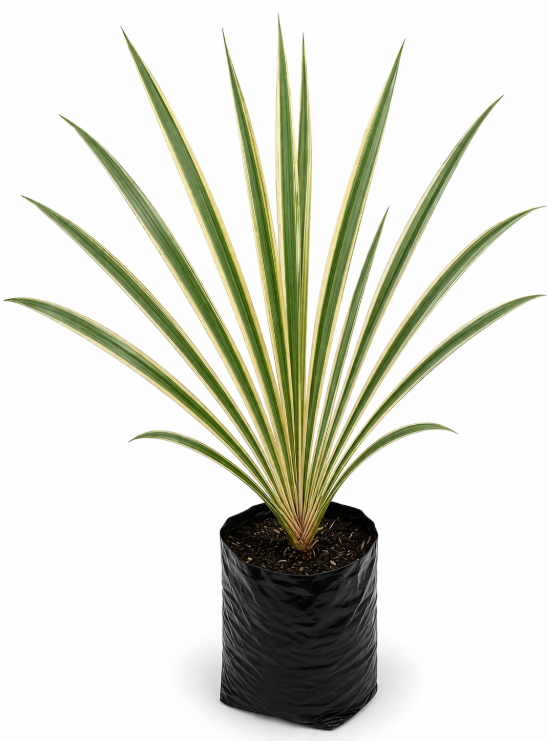 Lino Variagado