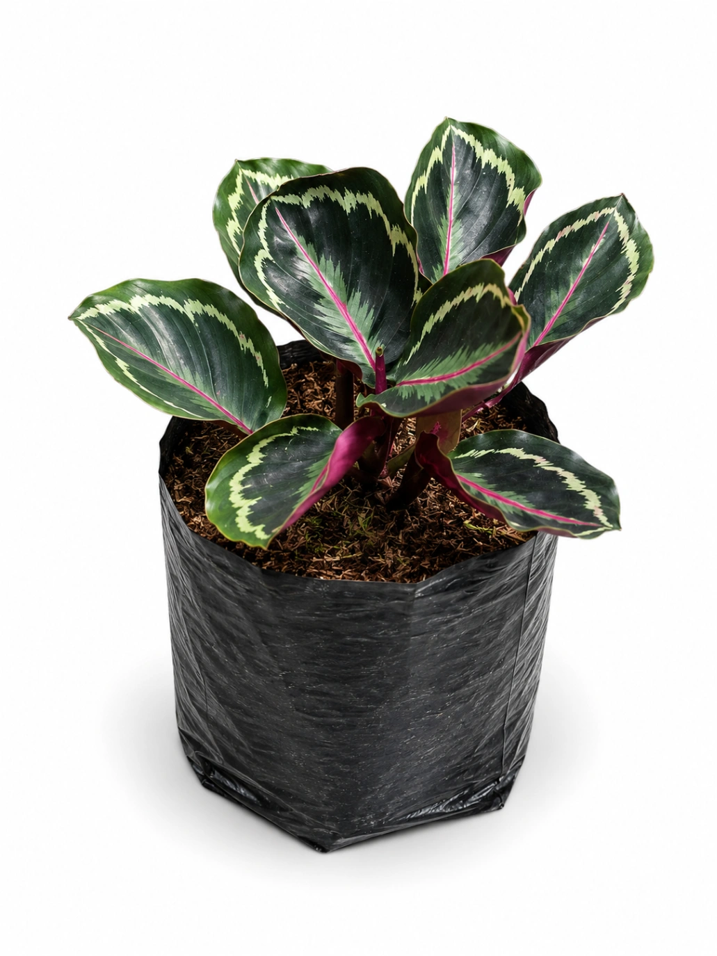 Calathea Medallon
