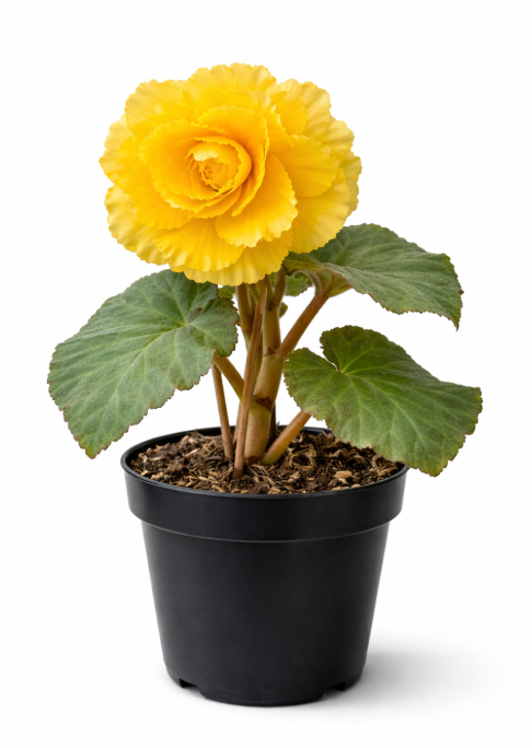Begonia De Flor