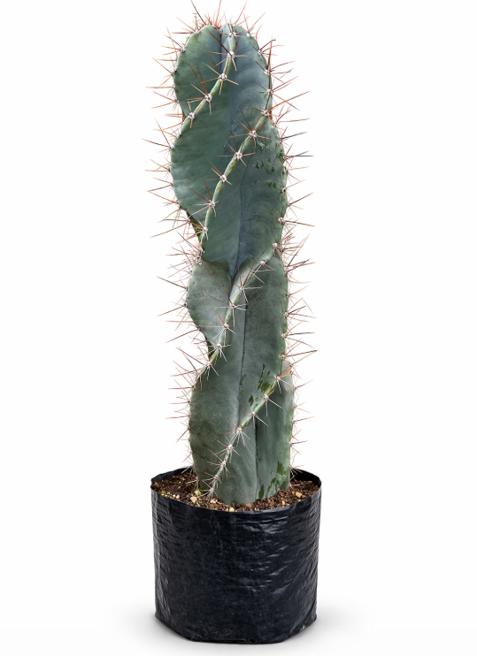 Cactus Tornillo en Bolsa