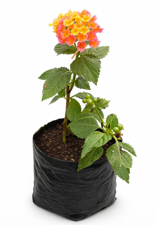 Tango Arbustivo