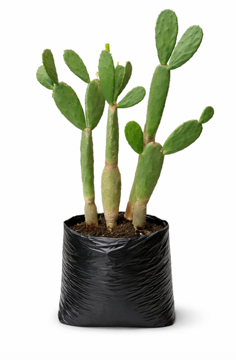 Cactus Nopal