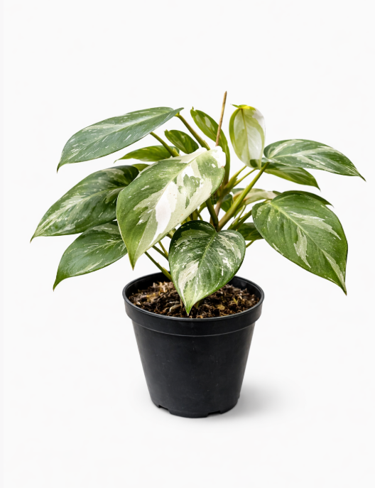 Philoendro White