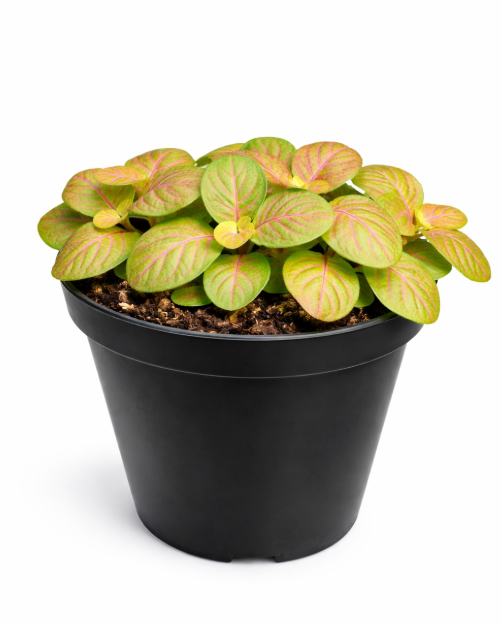 Fittonia Exotica