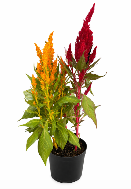 Celosia