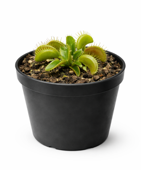 Carnivora Venus