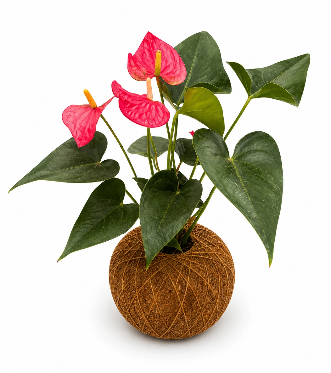 Kokedama Anturio