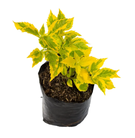 Duranta Variagada