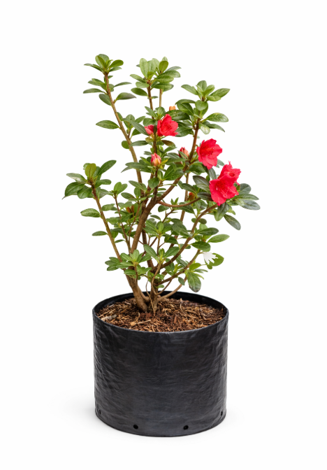 Biflora
