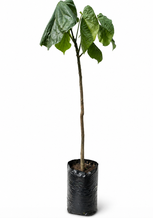 Sapote