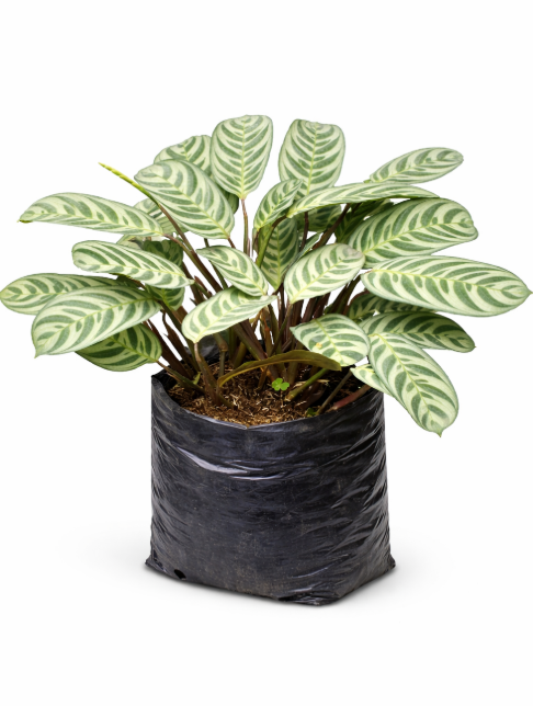 Calathea Rastrera