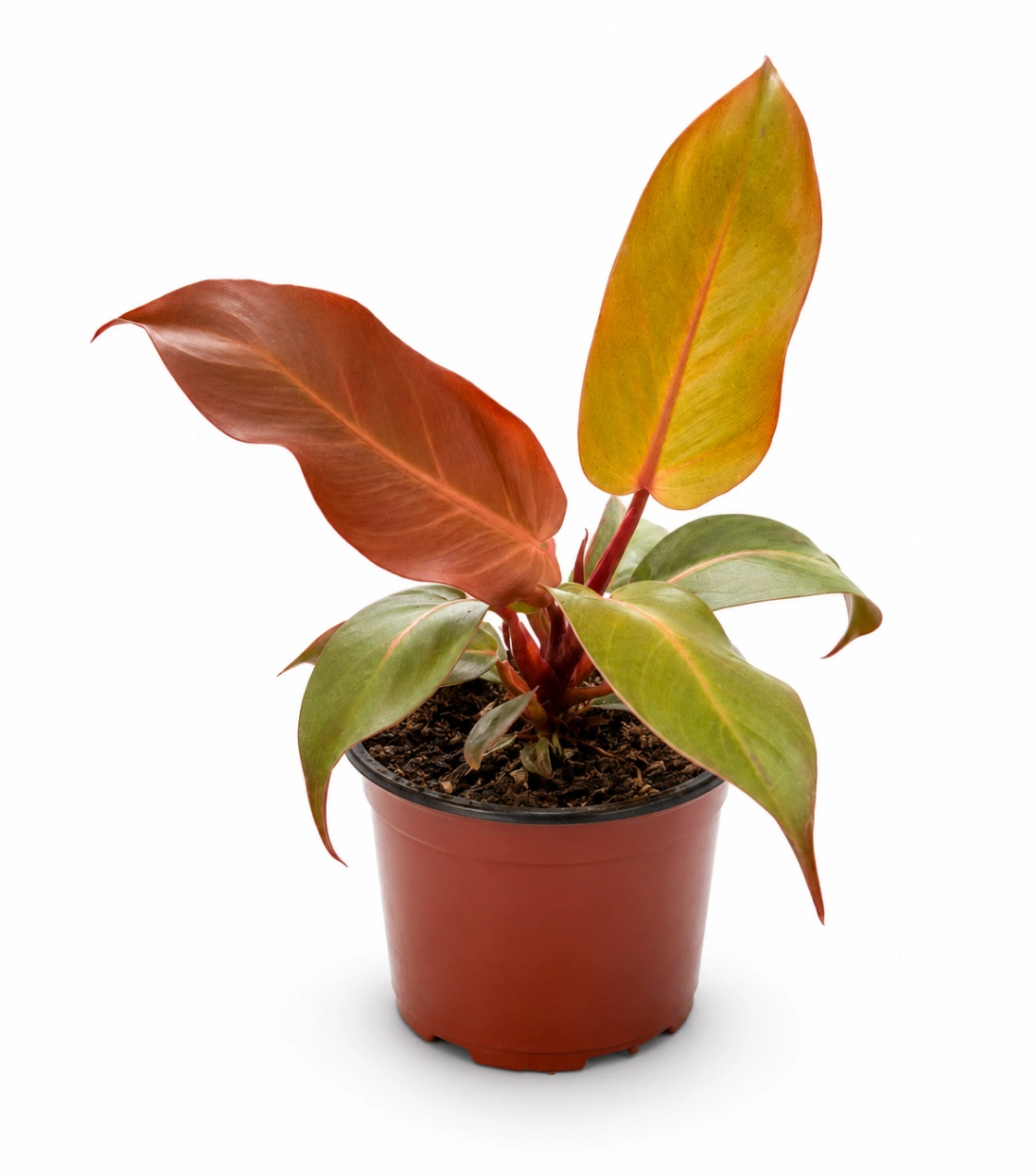 Philoendro Prince Orange