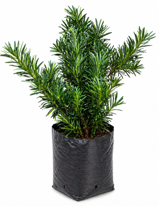 Podocarpus