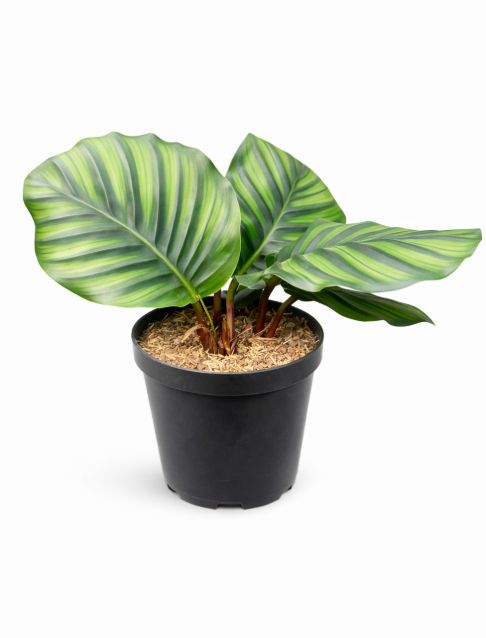 Calathea Fasciata