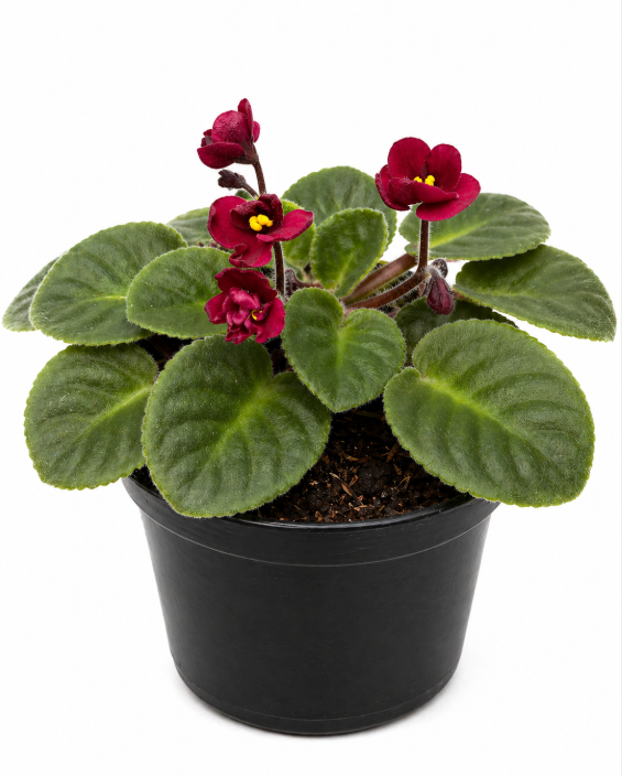 Violeta Africana