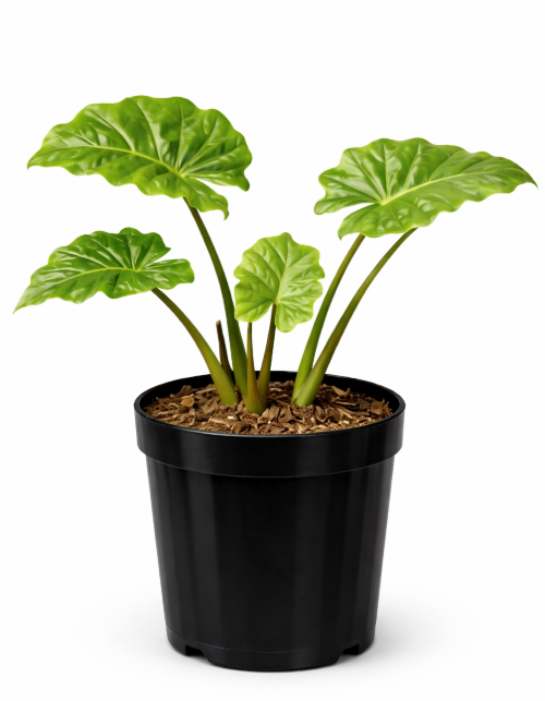 Alocasia Lechuga en Matera