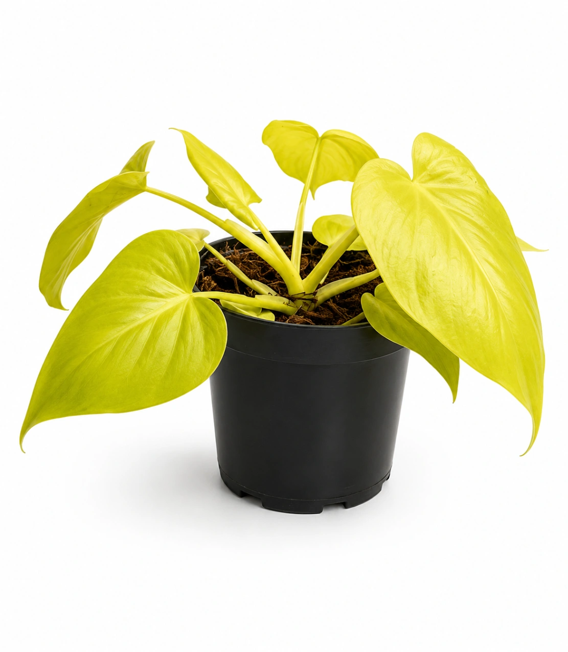 Philoendro Aurea