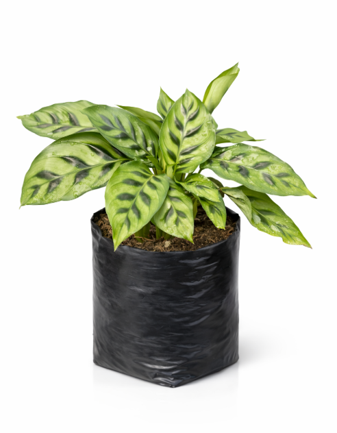 Calathea 10 Mandamientos